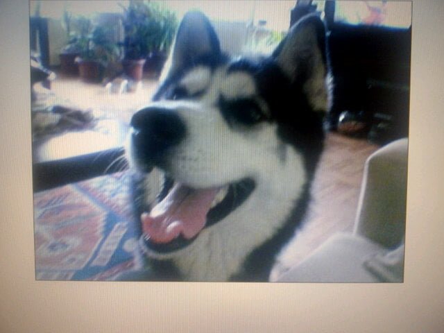 Beşiktaş'ta kayıp husky 1 husky kayip