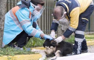 Beşiktaş Belediyesi `Mobivet´ ile sokak hayvanlarını yalnız bırakmadıklarını duyurdu