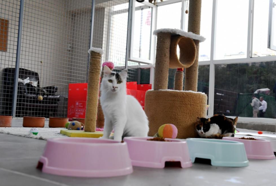 Beşiktaş Belediyesi kedilere sahip çıkarak hayata geçirdiği Engelli Kedi Ünitesinde sağlıklı bir yaşam sürdürebilmeleri için tedavi uyguluyor.