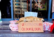 cankaya patili can