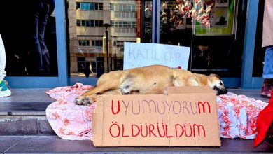 cankaya patili can