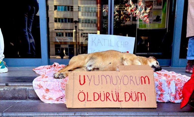 Özgür Özel'e rağmen Çankaya Belediyesi katliam yapıyor 1 cankaya patili can